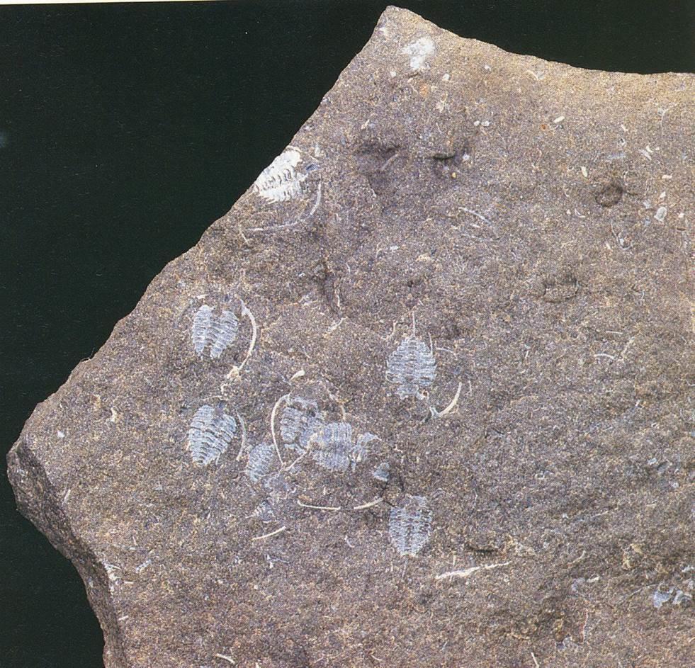 Fossil av