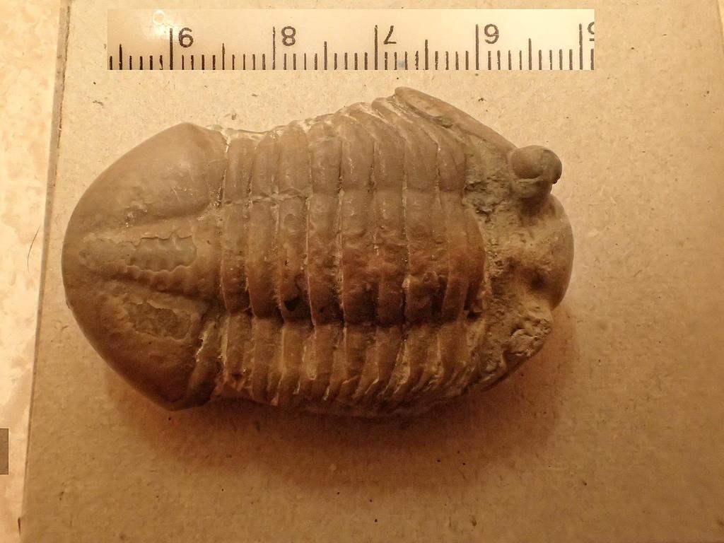Asaphus expansus