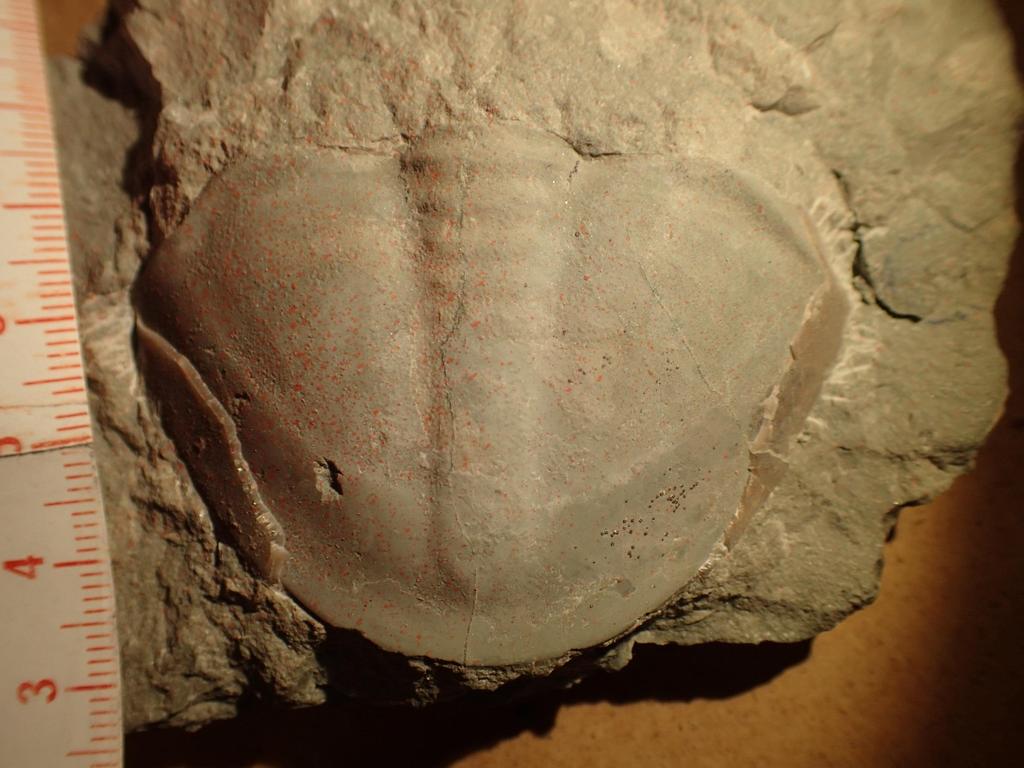 Megalaspis limbata