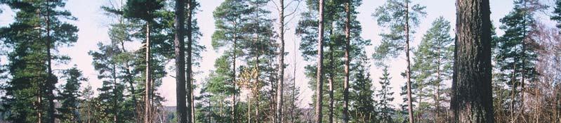 Fig. 2. Vall och dike vid vallanläggningens södra del, före undersökningen. Foto M Olausson.