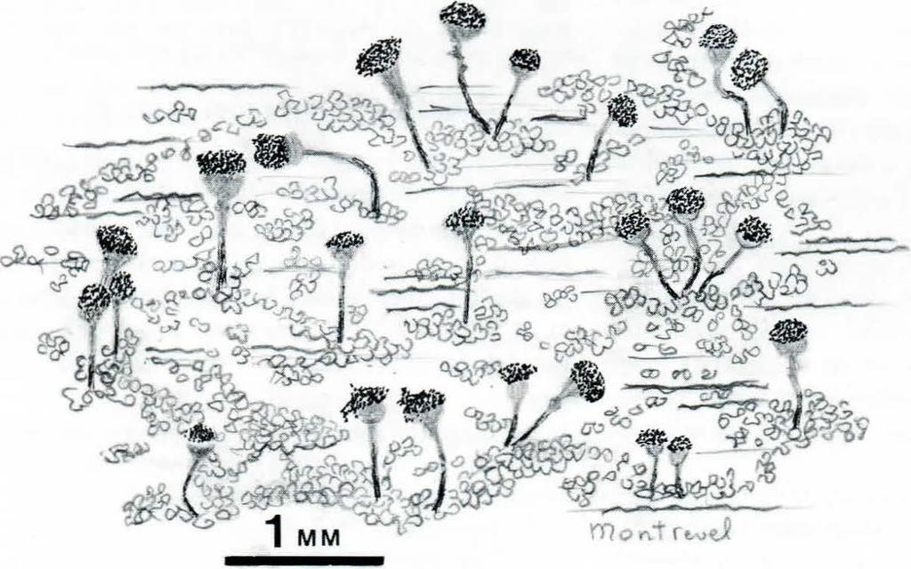 Sm Ög Vg Vrm Nrk Srm Upl Vsm Gstr Jmt ÅsL 3. C. chrysocephala (fum. ex Ach.) Th. Fr. - Fig4 Bål vanligen tydlig, täckande underlaget, inten. sivt gul, kornig-vårtig.