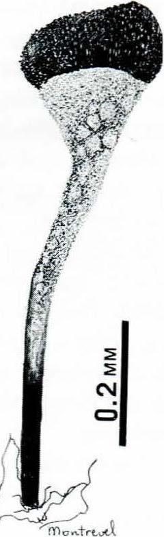Stundom också översta delen av skaften gulpruinöst, men skaftet i övrigt svart. Mogna sporer ellipsoidala, 6,2-9,0 x 3,8-4,8 µ.m, med grovt och oregelbundet uppsprucken yta.