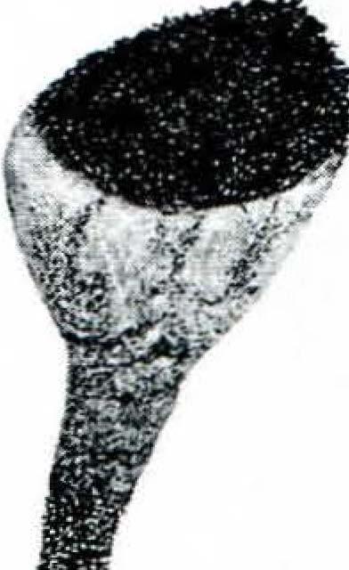 chrysocephala, den parasitiska eller möjligen parasymbiontiska Chaenothecopsis consociata (Nådv.) A. Schmidt, hörande till familjen Mycocaliciaceae (se Tibell 1977 sid 243).