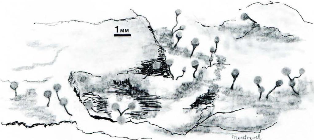 SVENSK BOT. TIDSKR. 72 (1978) Lavordningen Caliciales i Sverige 183 Fig 15. Coniocybe coniophaea. Tibell_ 4400.