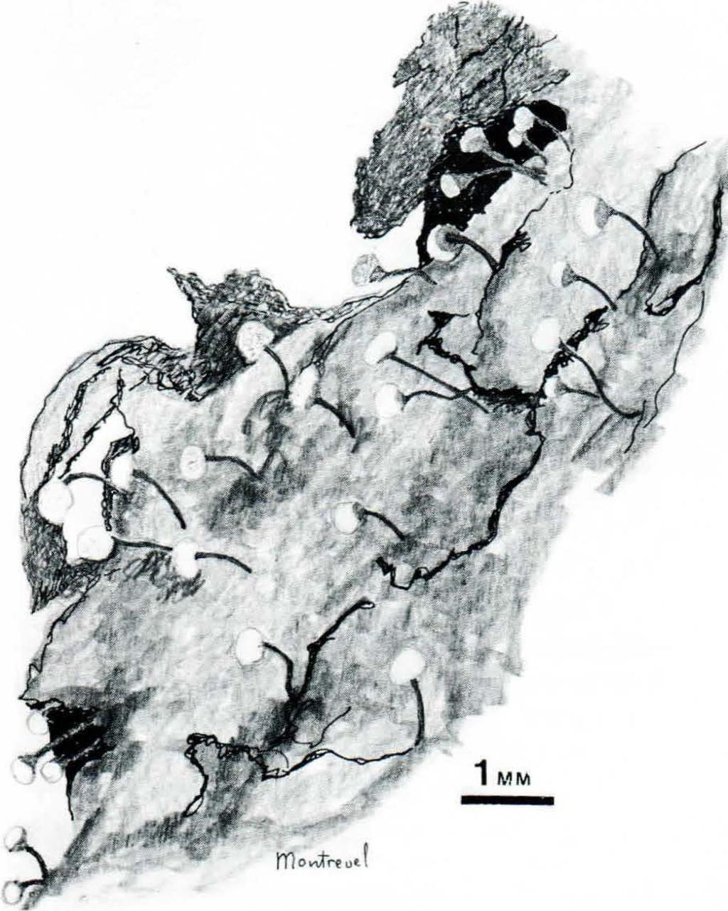 184 Leif Tibell SVENSK
