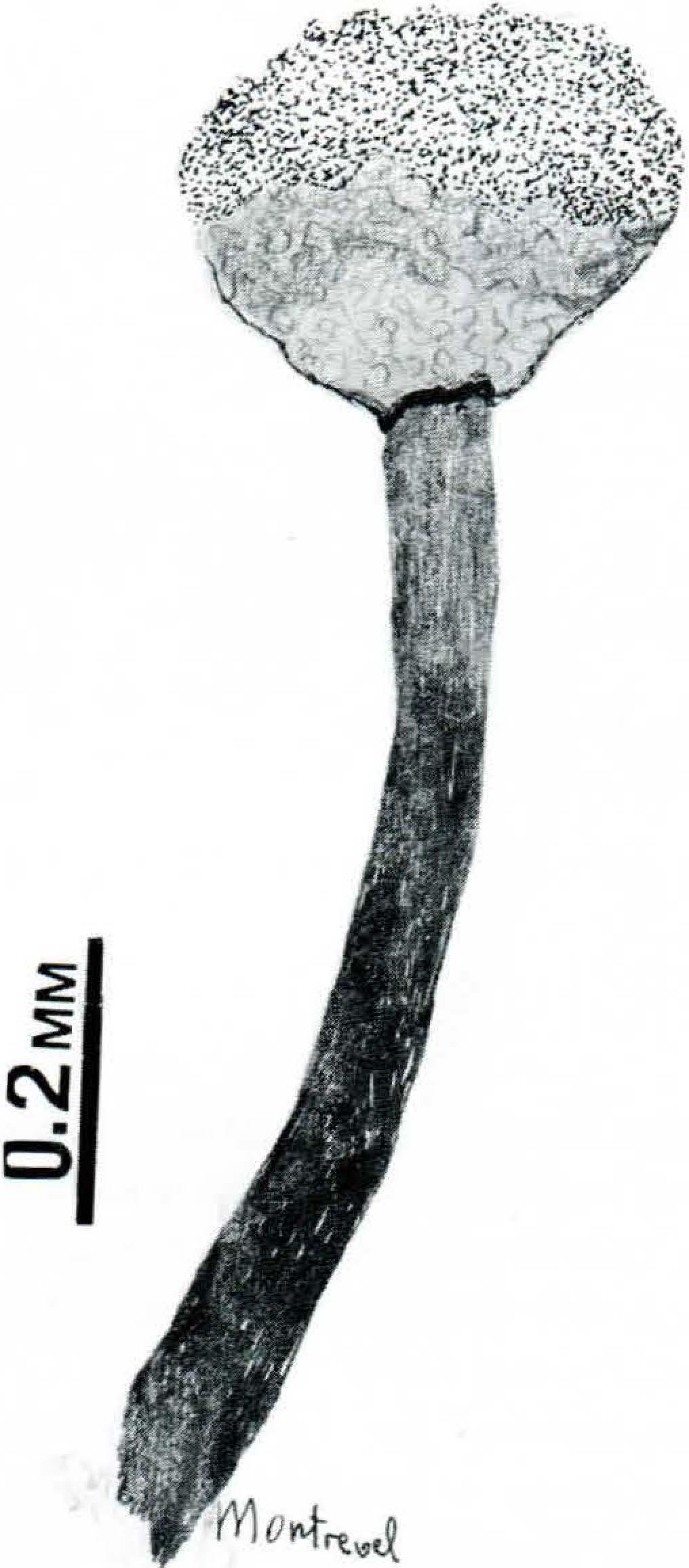 72 (1978) Fig 16.