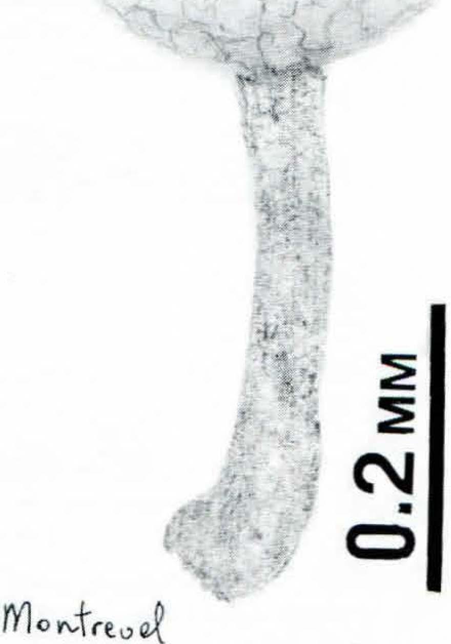 knappformat excipulum.