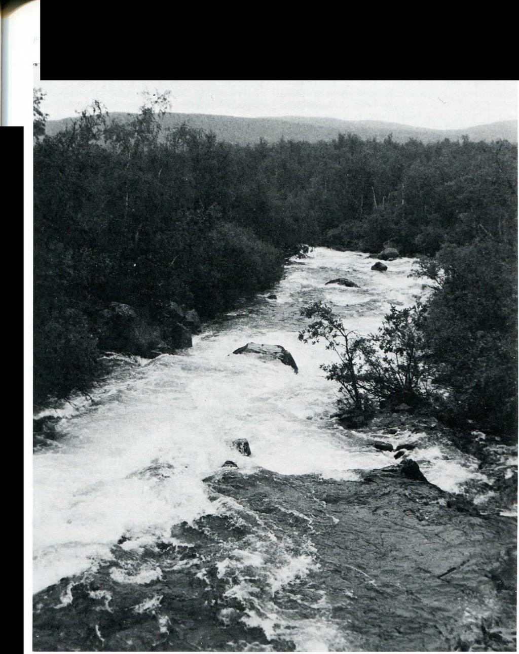 SVENSK BOT. TIDSKR. 72 (1978) Projekt Linne rapporterar 80-92 201 Fig 4. Biotopbild från Nakerätno (Nagerijöki) vid Bergfors i Torne lappmark.