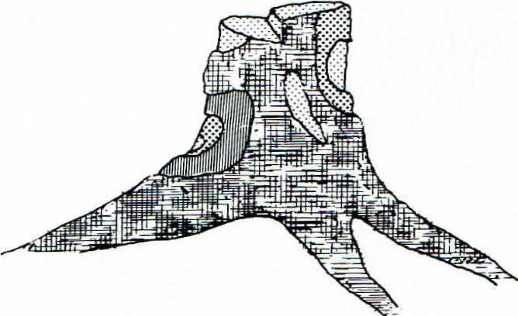 SVENSK BOT. TIDSKR. 72 (1978) Skog vid Storvindeln 209 36 ' ' ' 1978 36 Fig 2. Principskiss som visar hur man kan datera kambieskador som uppstått i en stubbe (till vänster) till följd av ispressning.