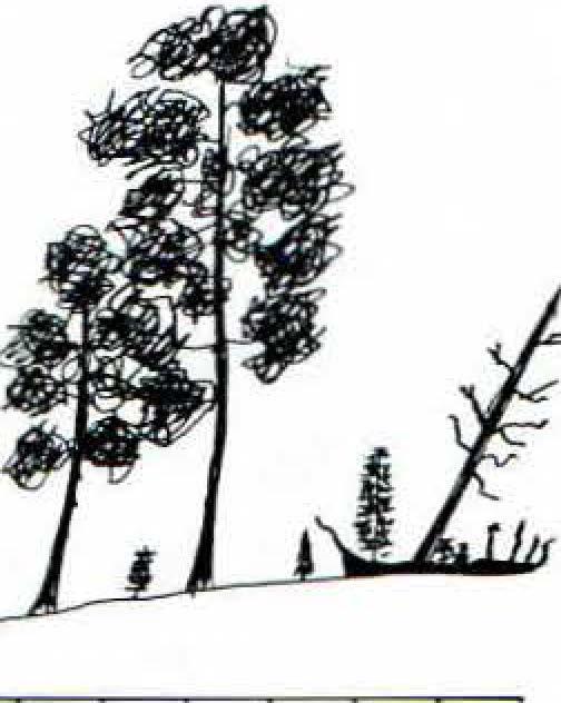 Lövträden hölls nere genom betespåverkan. C Fig 11. Skogstillståndet 1790, 1870, 1915, 1940 och 1977 inom den tvärprofil av stranden, som är markerad i Fig 3.,. The forest composition in the years 1790, 1870, 1915, 12 1940 and 1977 within the bett transect marked in Fig.