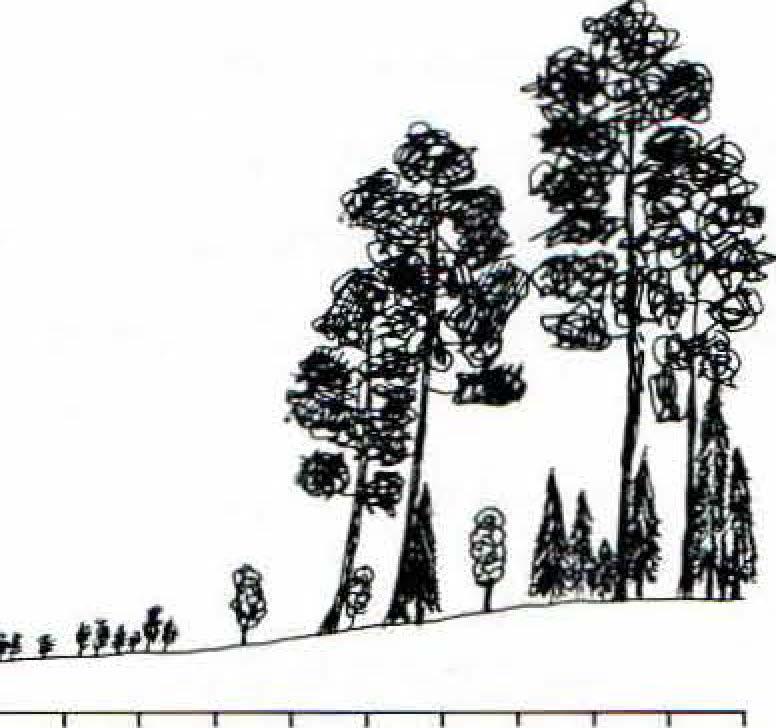 The area had been under human impact during 50 years. The forest was in an early post-fire succession. Surviving pines dominated the sparse tree-layer. 1915.