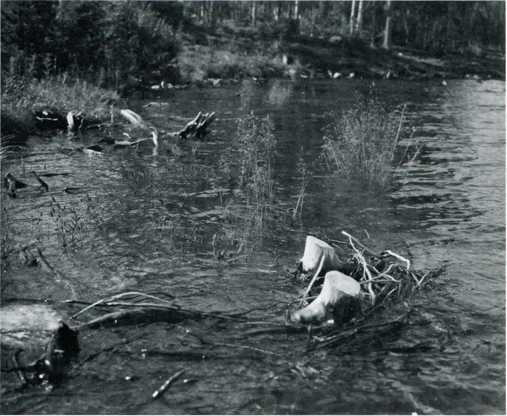 SVENSK BOT. TIDSKR. 72 (1978) Gardikens regleringsstränder 235 Fig 5. Samma område som på Fig 3. Magasinet är fyllt till därnningsgränsen.