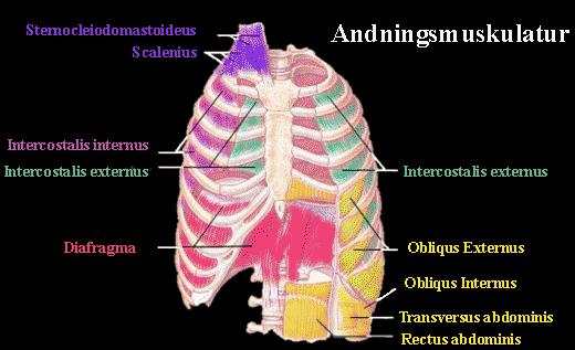 Andningsmuskulatur Copyright: