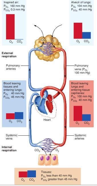 Cirkulation och ventilation Lungorna: Byte av syre och CO2 Arteriell system: Transport till vävnad Kapillär