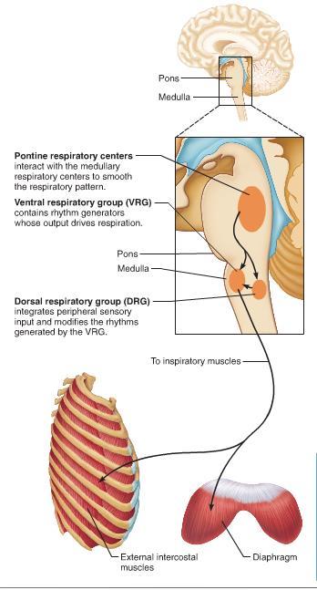 Andningsreglering: Neurala strukturer Respiratoriska centrar i Pons och Medulla oblongata Generatorceller för