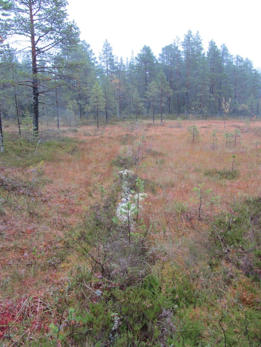 Myrslåtter av starrväxter till djurens vinterfoder var en nödvändighet för bondehushållen i dessa trakter.