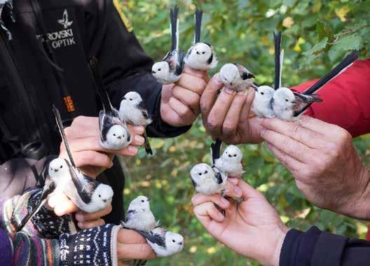 Ringmärkningen vid Falsterbo Fågelstation 2016 Ringing at Falsterbo Bird Observatory 2016 Meddelande nr.