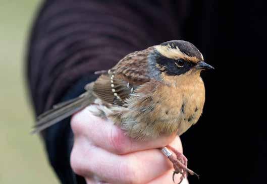 Sibirisk järnsparv ringmärkt 3 november 2016. Foto: Bengt Grandin. Beträffande rödhake är det allt senare mediandatumet något förvånande.