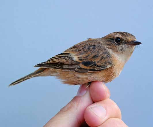 TABELL 5 FORTS. Antal ringmärkta fåglar under hösten 2016 (Flommen 21 juli 30 september, standardiserat). Ringed birds during autumn 2016 (Flommen 21 July 30 September, standardised).