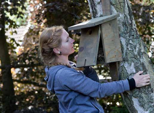 Märkningen av boungar omfattade nästan enbart holkhäckande arter. Foto: P-G Bentz/Sturnus.se. 26 oktober gav mycket gott utbyte med totalt 43 hornugglor.