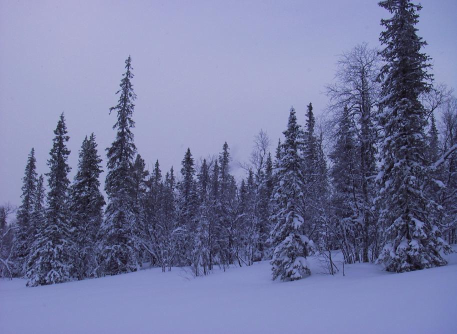 som naturligt uppsamlingsområde. Hänglavsbete Eftersom tallhedar saknas inom utredningsområdet för vindkraft blir istället hänglavsrika granskogar av stor betydelse.