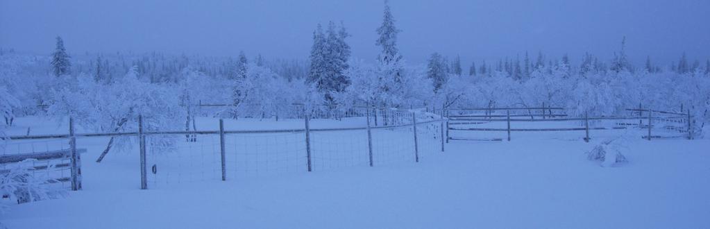 Laevas samebys markanvändning vid Luongastunturi Utredningsområdet för vindkraft ligger inom ett av Laevas samebys vinterbetesområden.