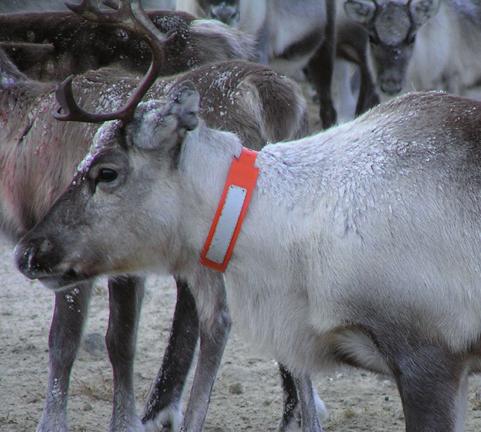 1 Inledning Inledningen beskriver syftet och bakgrunden till utredningen.