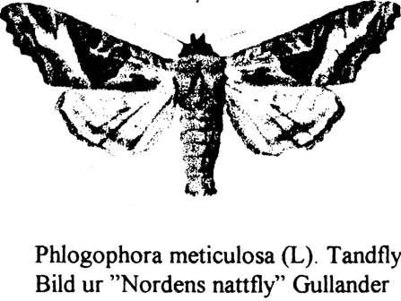 2206 - Hyles galii. Ett sent ex en fräsch hona noteras 8/9 Trosa. Migrant? Flera ex noteras under galiis normala flygperiod maj-aug.