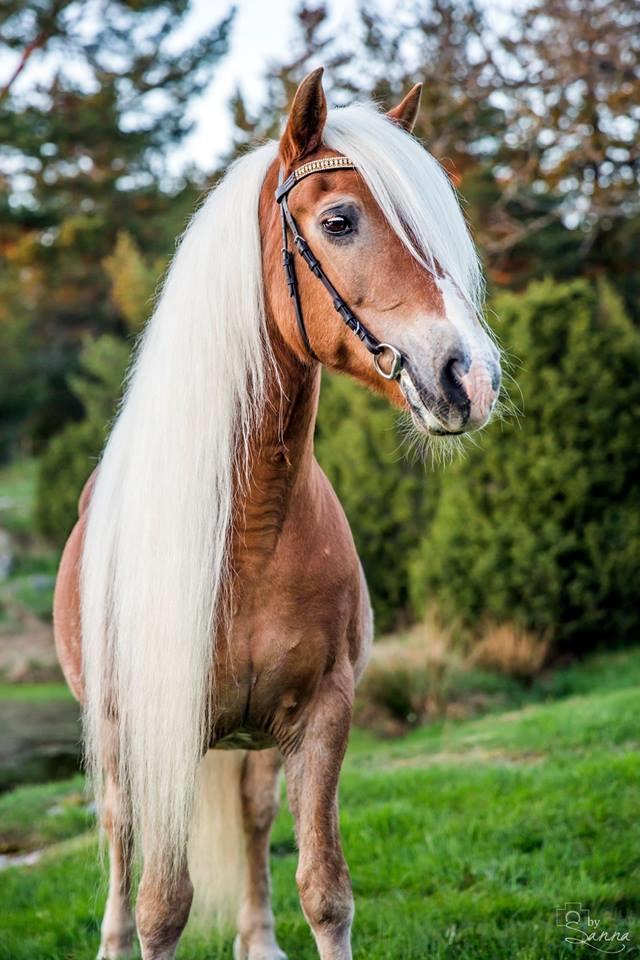 OBLIGATORISKT UPPVISANDE AV HÄSTPASS PÅ PREMIERINGSPLATSEN GÄLLER EJ OREGISTRERADE FÖL GLÖM INTE HÄSTPASSET! FOTOGRAF Fotograf Sanna Svensson finns på plats under dagen.