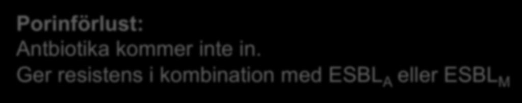 peptidoglykan ESBL-A betalaktamas PBP Cytoplasmamembran Porinförlust: