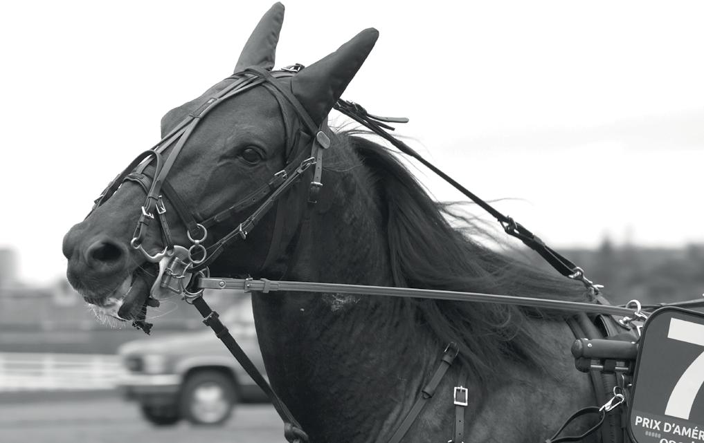 ÅBYTRAVET 12 AV VÄRLDENS BÄSTA HÄSTAR! LÖRDAG 11/8 Åby Stora Pris 2018 10 AUGUSTI (första start kl 12.