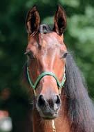 Maharajah Exclusive Dust Nr 47: Cup of Tea Hingst född 23 februari e.
