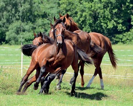 Am Bloodstock presenterar årgången född 2018 Kön Far Mor UPPSTALLADE PÅ HYLLSTOFTA STUTERI Sto Trixton (US) Alegria Am (SE) Sto Trixton (US) Almondi Am (SE) Hingst Ready Cash (FR) Amazon Am (SE)