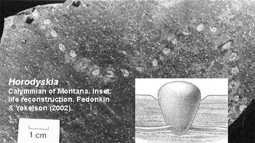 Ansågs tidigare vara en tidig flercellig heterotrof organism eller en kolonilevande foraminifer.