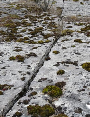 är karstsprickor. De längsta löper obrutet uppemot 130 meter.