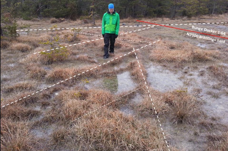 I mars 2014 hade stora mängder färsk bleke fällts ut precis mellan de vegetationstäckta sprickorna i bilderna ovan.