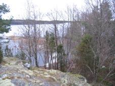 Ett strandnära lövbestånd med