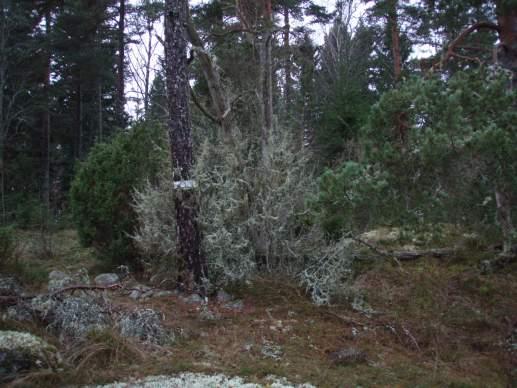 Naturvärdesobjekt yrkabrattebro backe Objekt ID 102 Robert Björklind Skog och träd Lövskog Natura 2000 naturtyp Visst Visst Lövskog som nyligen gallrats från gran.