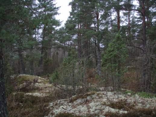 Naturvärdesobjekt yrkabrattebro backe Objekt ID 33 Robert Björklind Skog och träd Hällmarkskog Natura 2000 naturtyp Visst Hällmarkskog med liten påverkan av skogsbruk, senvuxna och