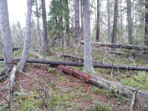 Naturvärdesobjekt yrkabrattebro backe Objekt ID 60 Rebecka Le Moine Skog och träd Granskog Natura 2000 naturtyp Högt Högt
