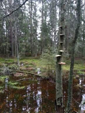 Naturvärdesobjekt yrkabrattebro backe Objekt ID 71 Rebecka Le Moine Skog och träd Barrskog Natura 2000
