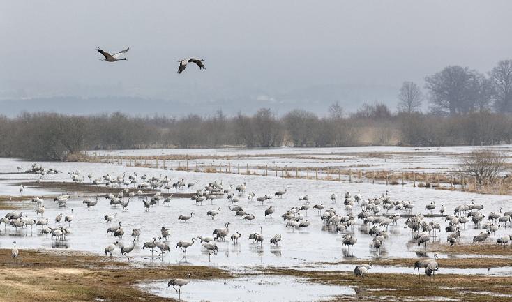 Hornborgasjön april 2018 Foto: