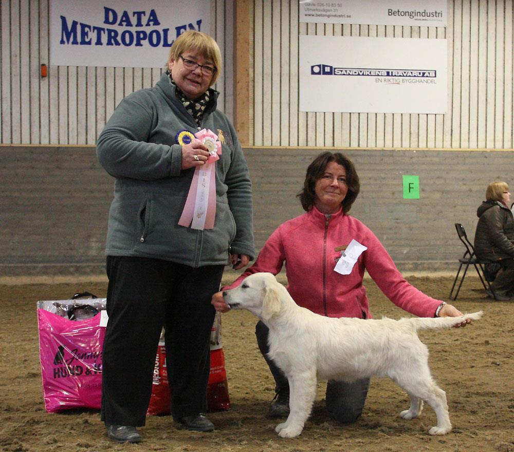 BIS-valp I Domare: Inga Bonnez 1. Golden Caramel Love Affair, Golden Retriever, Camilla Fäldt, Åkersberga 2.