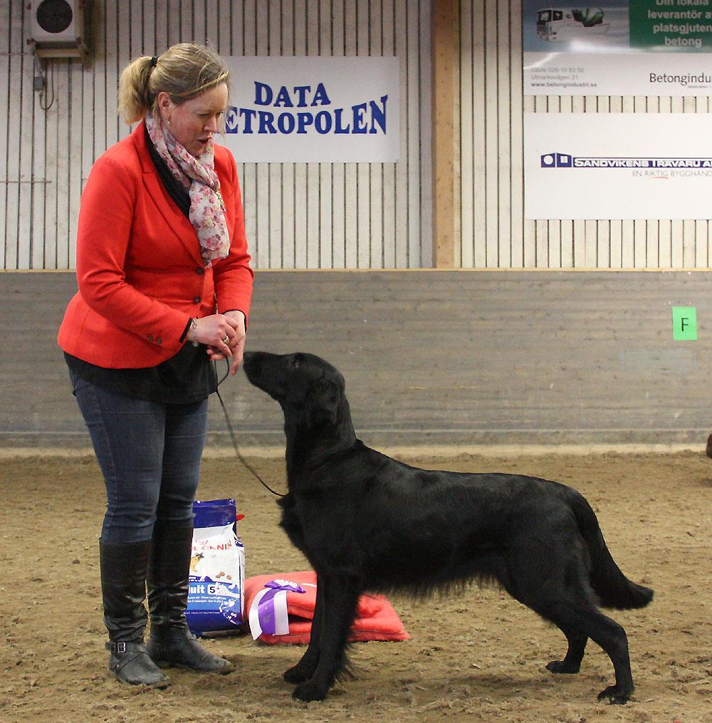 BIS-veteran Domare: Lena Rollmar 1 LPI SE VHC Calzeat Love The Skin You Re In, Flatcoated Retriever, Sandra Borlund, Uppsala 2 SE U(U)CH Barecho He s Got It All, Engelsk Springer Spaniel,