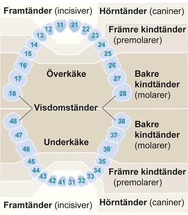 Permanenta dentionen Kvadranter: 1: a höger överkäke 2:a vänster överkäke 3:e