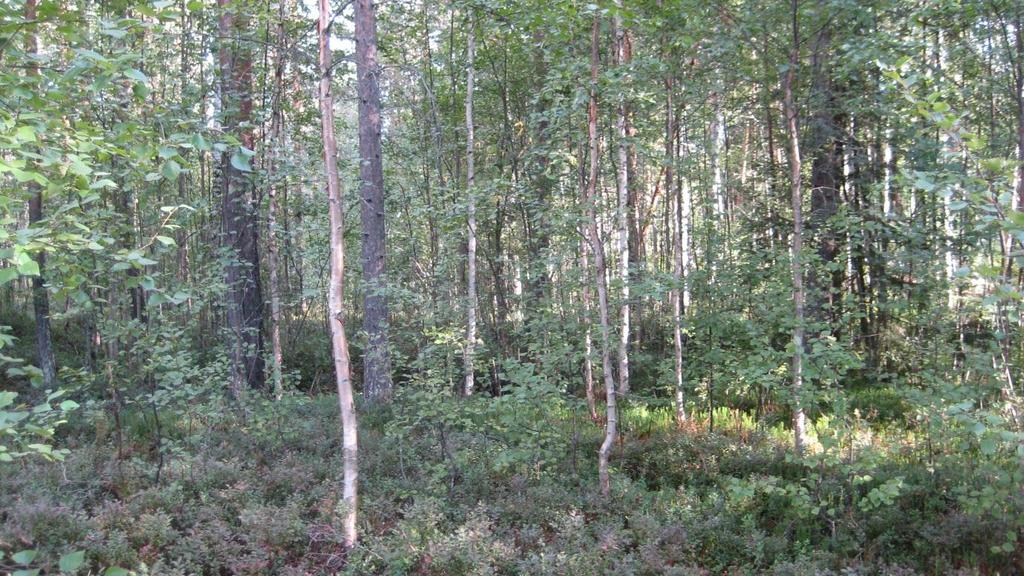 Naturvärdesbedömning och förslag till skogsskötsel på beståndsnivå Följande avsnitt innehåller en genomgång på beståndsnivå med naturvärdesbedömning och förslag till skogsskötsel.