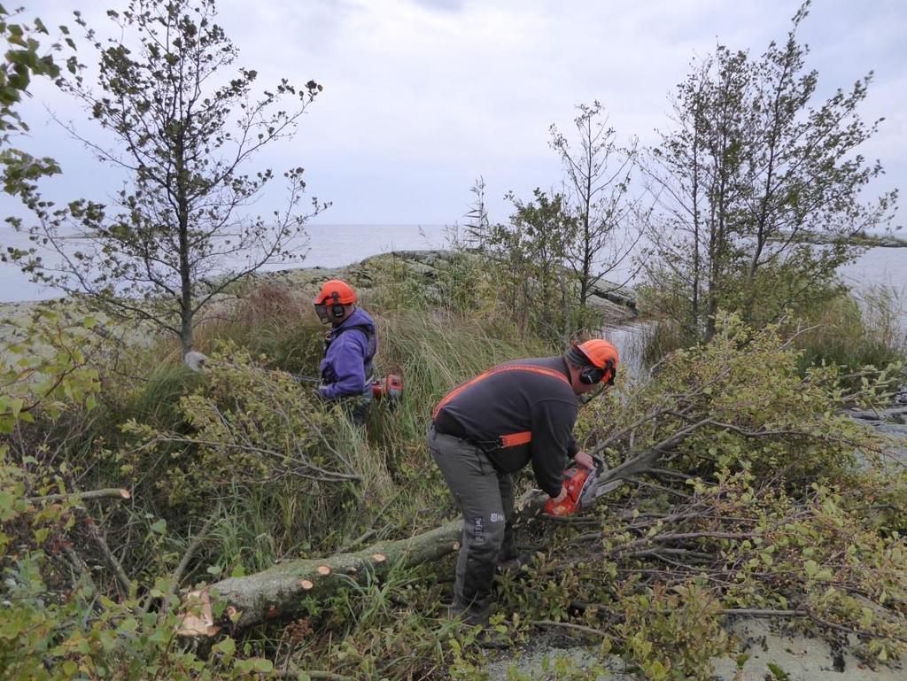 Sida 4(7) av åtgärder C1a Röjning av fågelskär Åtgärden omfattar röjning av sly, buskar, träd och annan högre vegetation på 104 skär och uddar med en sammanlagd areal av 26 hektar.