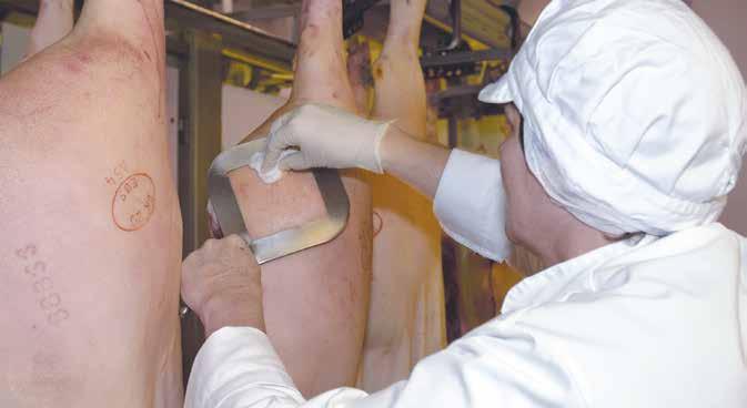 Färskt kött testas också för salmonella och prover tas från slaktkroppar vid nedkylningen. Endast ca 1 % av de prover som tas testas positivt för salmonella. orsaken till spridning av salmonella.