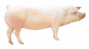 3 Korsningar Avelskärna, kärnbesättningar: På grund av hänsyn till djurhälsa väljer några grisproducenter att producera sina egna avelsdjur framför att köpa dem.