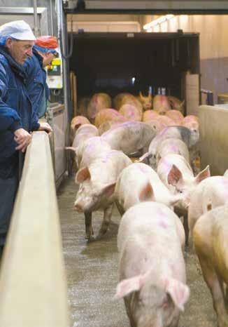 anpassats så att det är möjligt att leverera grisar direkt från besättningen till ett slakteri i Danmark utan att alla grisar är individuellt märkta.